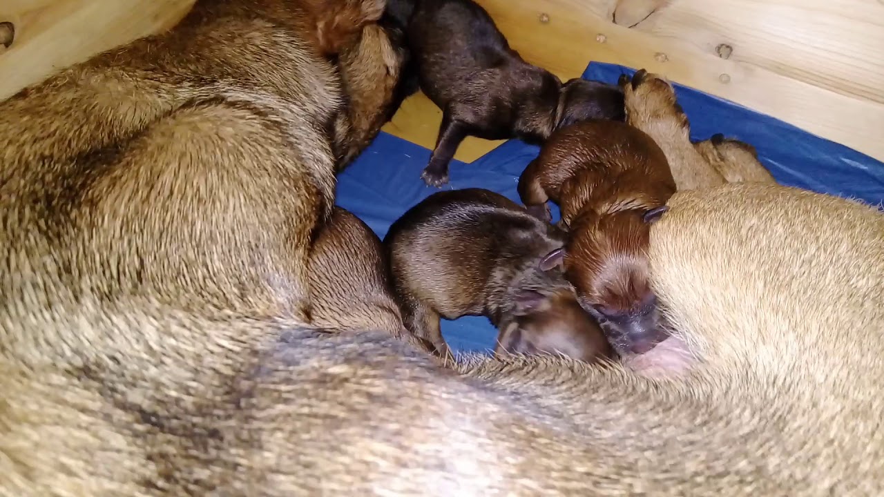 Welpen Geburt Dackel / Jack Russel Mix YouTube