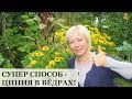 Очень просто - ЦИНИЯ в ведрах!!! / Огород в контейнерах