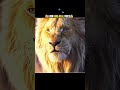 lion real voice 😱 #shorts #trending #viral #facts #knowledge