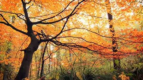 Christian Antonius - Knowing smile