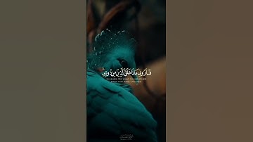 هذا خلق الله || تلاوة هدوء وسكينة ♕♡😴❤حالات واتس ♡ارح قلبك 💚