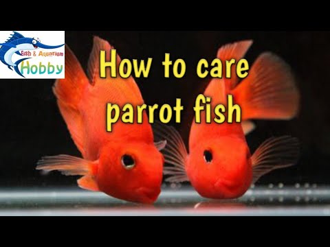How to care parrot