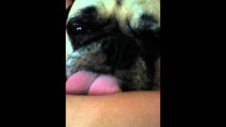 Teddy  Pug likes to lick