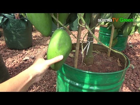 PANEN MANGGA MONSTER budidaya di lahan sempit YouTube PANEN MANGGA MONSTER budidaya di lahan sempit YouTube