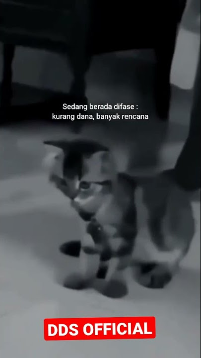 Joget kucing kaget yang lagi viral di tiktok #storywa #shorts #30detik