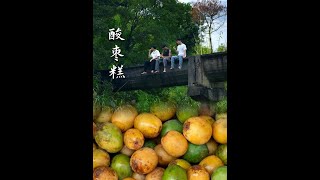 捡酸枣做一块酸枣糕,童年怀旧零食。 秋天的酸枣熟了,捡回去用妈妈教的方法做一块酸枣糕,赶在中秋佳节和朋友一起品尝这份童年的味道!#村里的中秋真热闹 #抖音新农人 #新农人计划2025 #酸枣 #酸枣糕