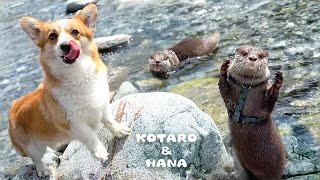Otters Show Off Swimming Skills to Doggie Friend