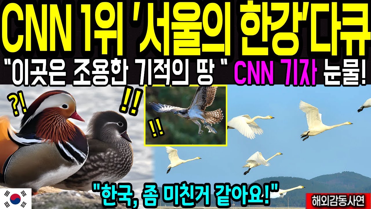 서울 한강 또난리났다! CNN 다큐 1위! 서울의 한강 생태계, 흰꼬리 수리에 화들짝! 큰 고니 무리에 눈물 [해외감동사연]