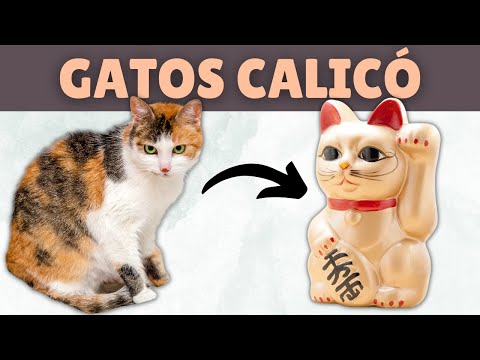 Video: 5 gatos con necesidades especiales inspiradoras