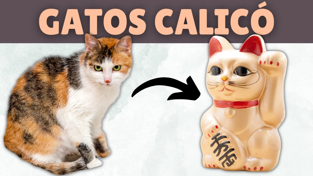8 curiosidades de los GATOS CALICÓ YouTube