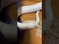 綺麗な白蛇の抜け殻は幸運