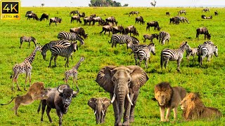 4K African Wildlife: Amboseli National Park - Most Amazing Animals Encounters With Real Sounds2