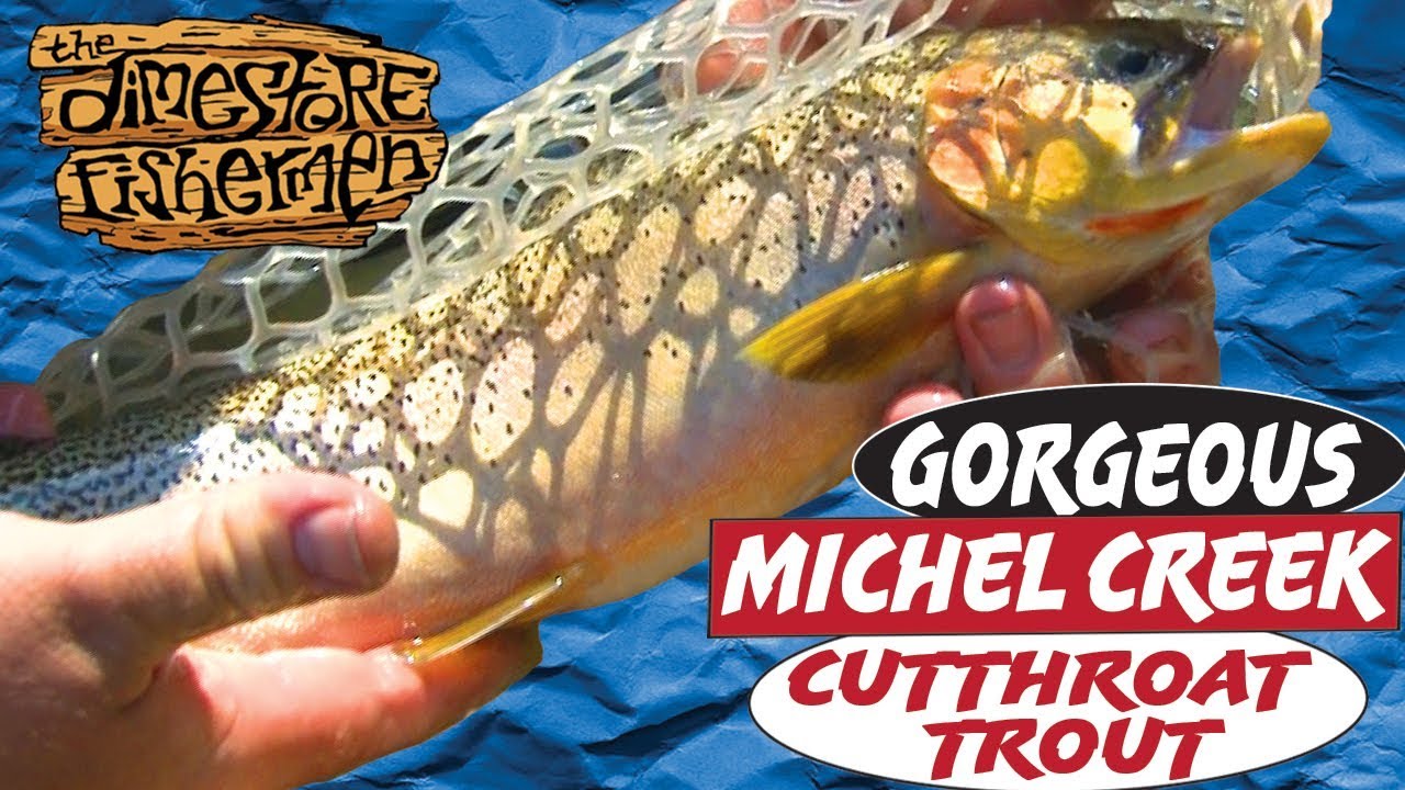 Michel Creek Cutthroat  GORGEOUS CUTTHROAT TROUT 