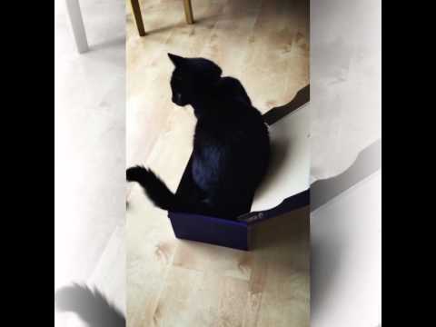 Video: Denne videoen på hvordan du kan pakke din katt har gått viral - åpenbart