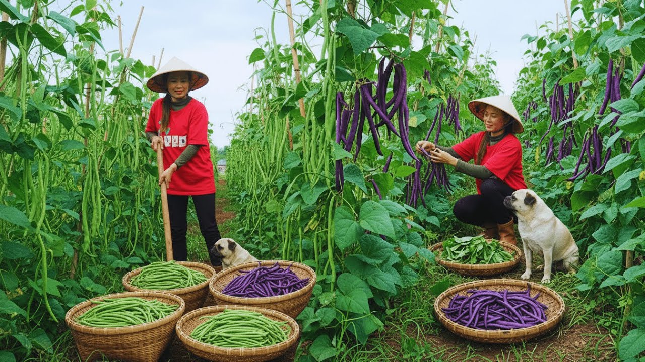 Planting Watercress & Rainbow Chard | Harvest Yardlong Beans and Spinach for Cooking