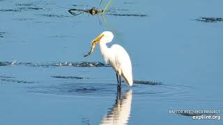 Mississippi River Flyway:  Great Egret swallow fish