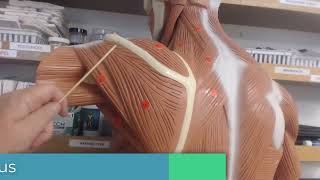 MSJC Muscle Practical Exam Review
