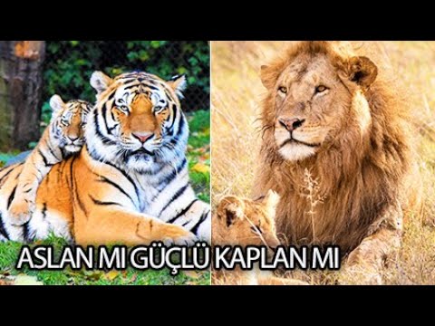 Video: Bir kaplan halkası ne kadar yükseğe kalkar?