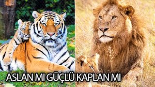 Aslan Mı Güçlü Kaplan Mı? Cevap Kaplan