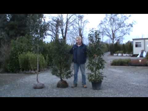 Portuguese Laurel Hedging & Trees From Hyland's Nursery