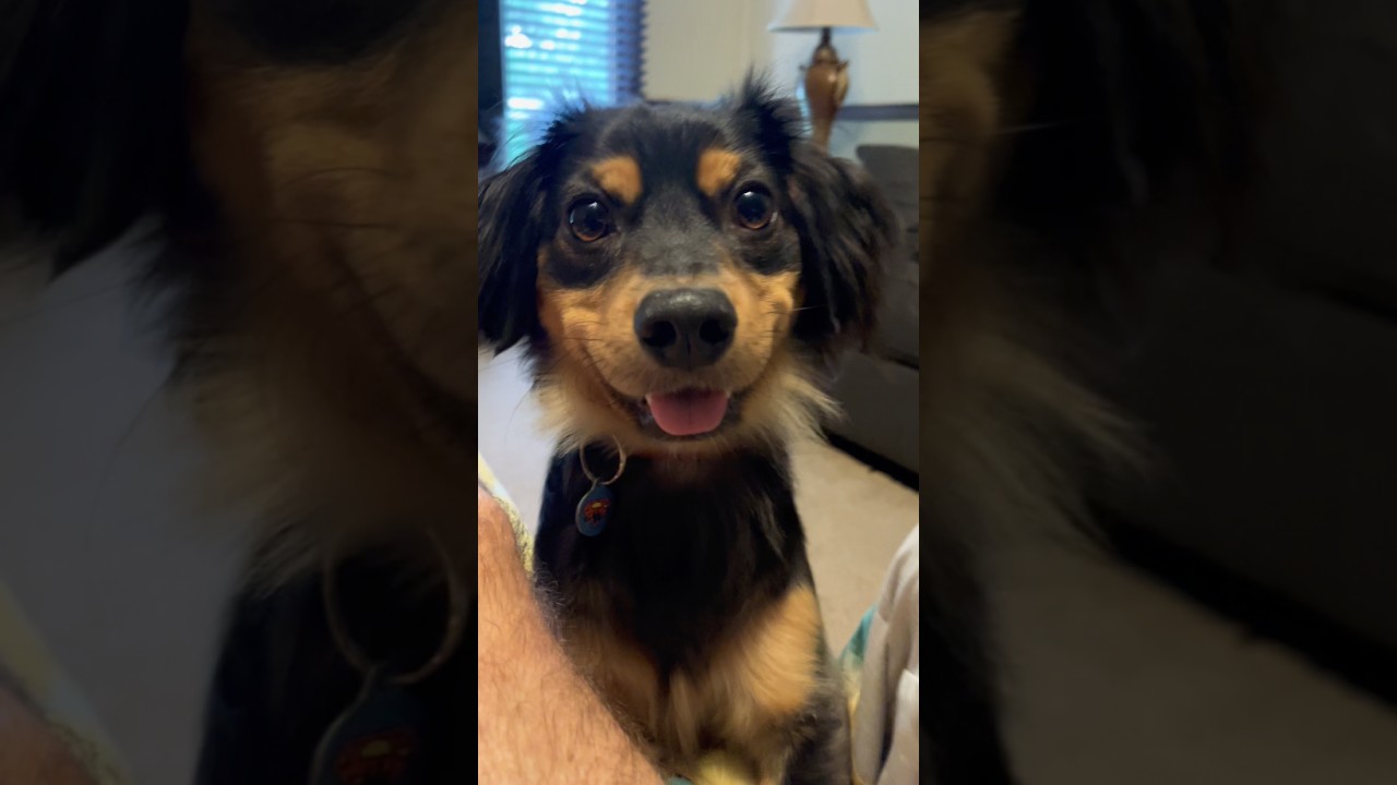 Hank wants his ice cream! #puppy #dog #chiweenie #funny #cute #vanhalen #icecream