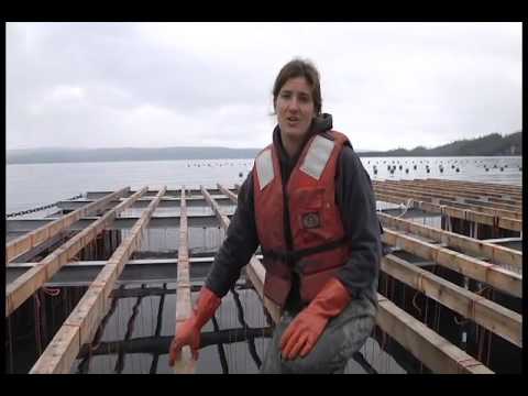Blue Mussel Raft - YouTube