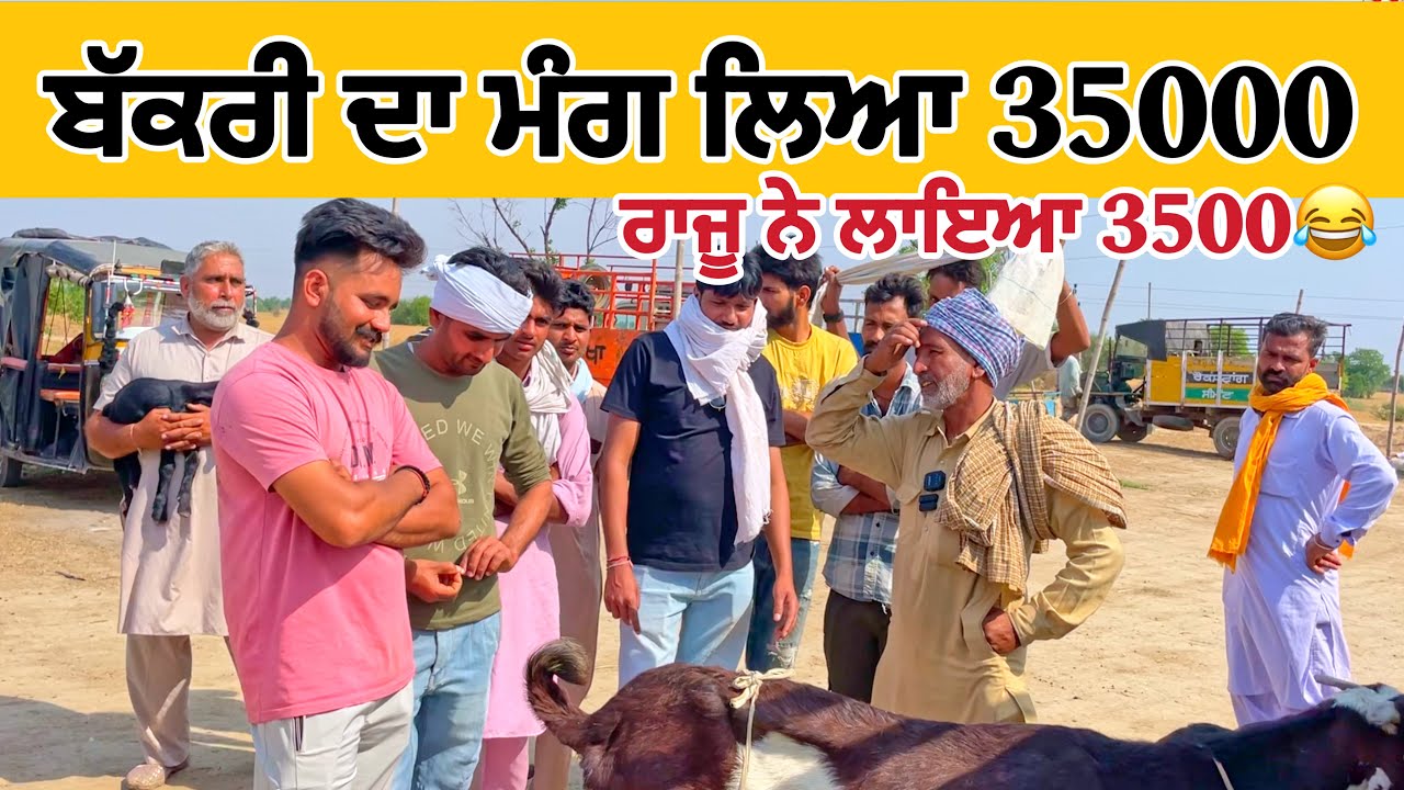 ਬੱਕਰੀ ਦਾ ਮੰਗ ਲਿਆ 35000 ਲਾਇਆ 3500| Tungwali bakra mandi | raju dirba #goatfarming #bakramandi #goats