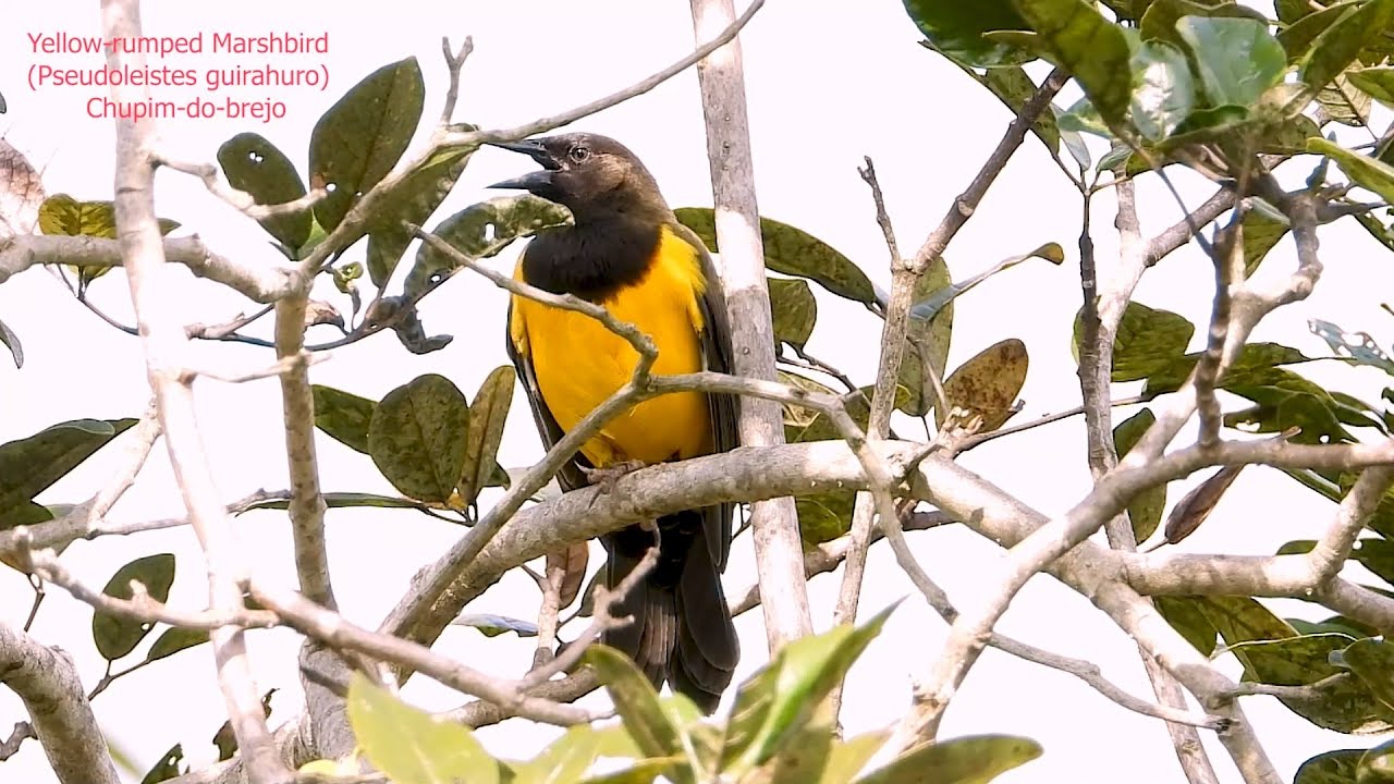 Yellow-rumped Marshbird Sounds (Pseudoleistes guirahuro) Free birds in the wild.