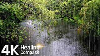 Rain Falling on a Quiet Forest Stream 🌿 Peaceful Nature Sounds for Relaxation, Yoga & Focus screenshot 5