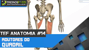 Qual é a função dos músculos adutores?