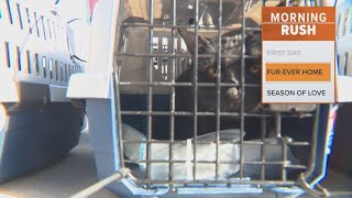 Pets from California Shelters are up for adoption in Dallas Fort Worth