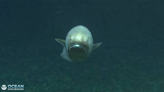 EX2605 Dive 09 Southern Boundary Abyss Jul 29 2026
