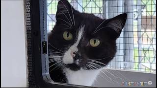 Critteraid hopes to find home for inseparable feline pair