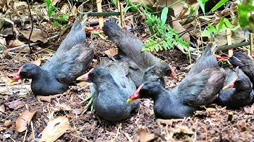 Simple Bird Trap - Primitive Technology | Catch Birds In Forest (Part369)
