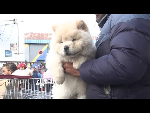 الأسد الصيني شاو شاو في سوق الكلاب عمرو شهر ويوزن 10كلغ عامل كاستينغ وباش يمثل في رمضان هه
