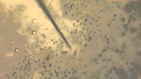 Real-time Growth and self-assembly of microtubes by apical vesicle fusion.wmv