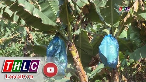 Lào Cai đặt mục tiêu năm 2025 có 90% chuối xuất khẩu chính ngạch| THLC