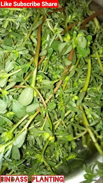 WILD PERSLAIN (Noni Saag) - “a boon to human health”