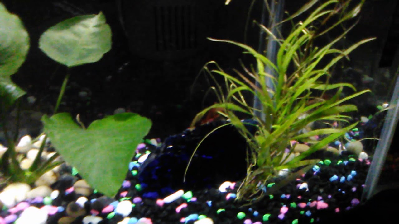 video phone beyonce mp3 Ten gallon betta community tank