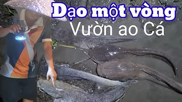 Dạo một vòng vườn ao Cá khi trời mưa về đêm cái kết Cá nằm sải lai trên bờ