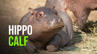 Baby Hippo Gets a Name!