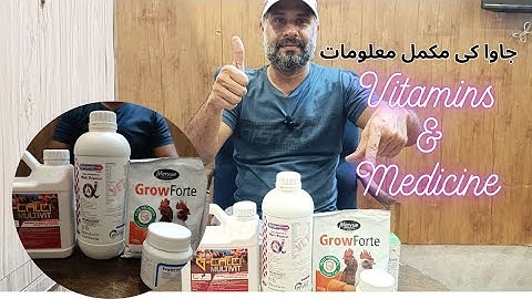 Fawn Java , Java Sparrow , Java Finch , White Java , Silver Java  #javasparrow #birds