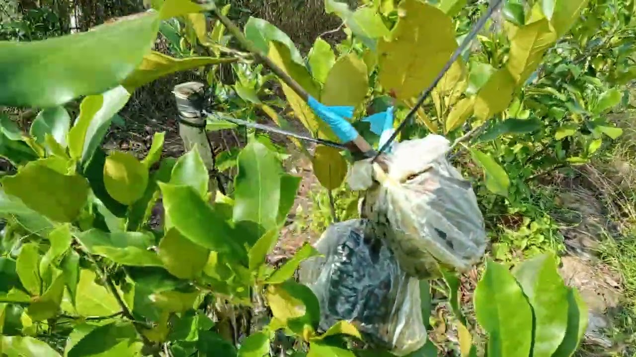 Mít tố nữ sầu riêng, hồng socola,.