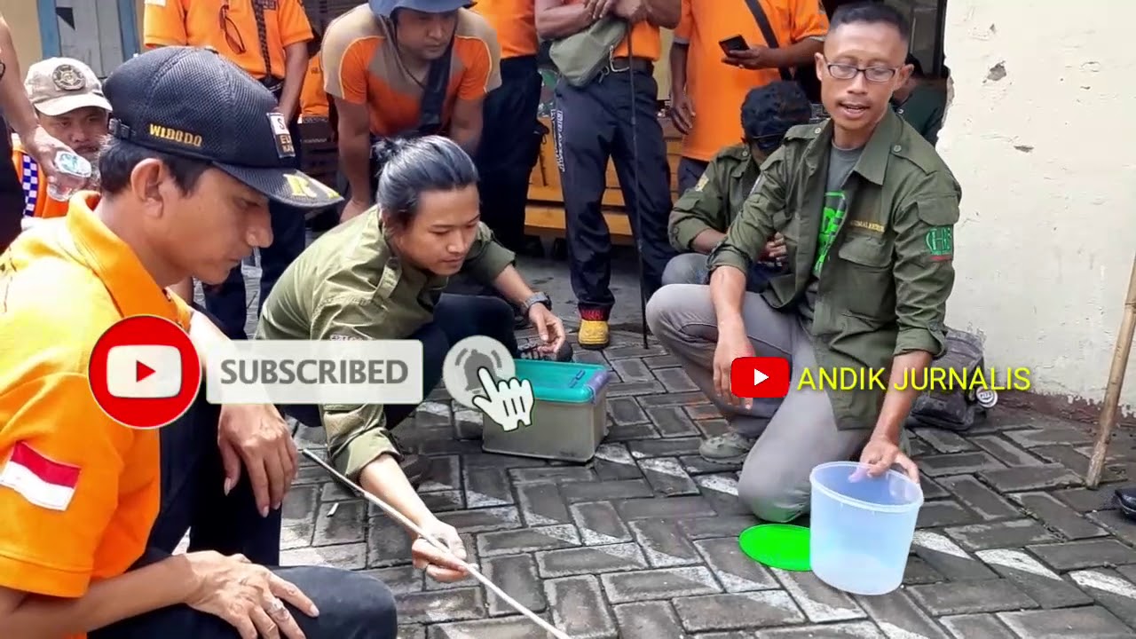 TIPS Cara Mengatasi ULAR KOBRA Jika Menemukan di Sekitar Rumah, oleh