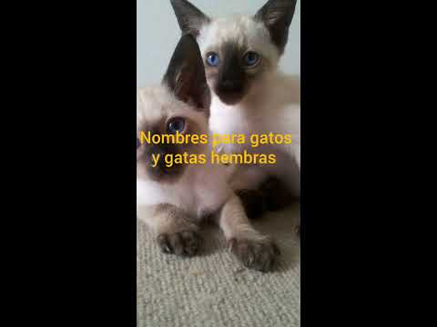 Video: Nombres más populares para los gatos siameses