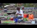 ヘラブナ釣り　管理釣り場編 の動画、YouTube動画。