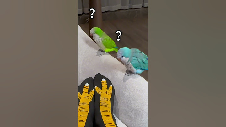 当我在小鸟面前穿鸟爪袜#鹦鹉 #萌宠 #搞笑 #parrot #pets #birds #cute #animals #funny #寵物 #鸵鸟蛋