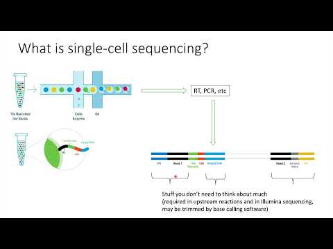 Video: Hvor mange baser er DNA'et i en enkelt celle?