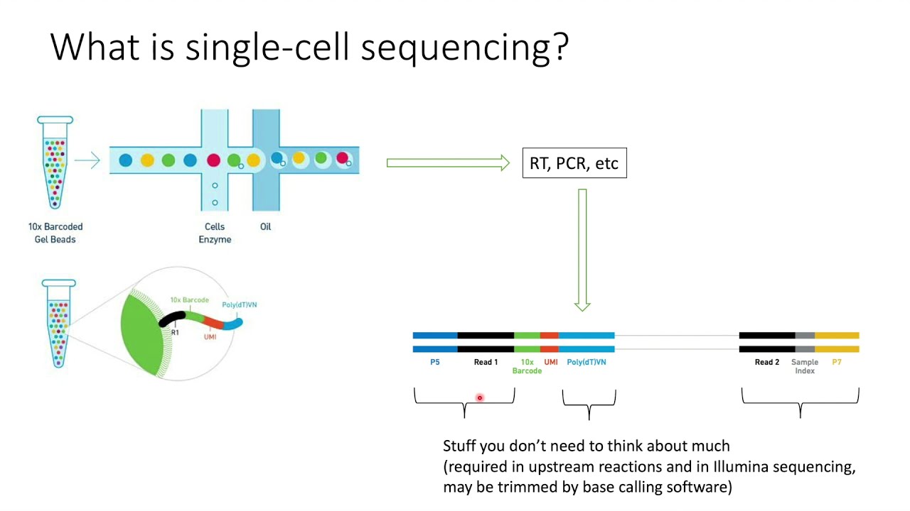 Single cell Sequencing Explained In 2 Minutes YouTube