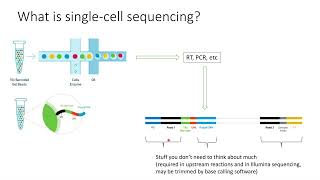 Single-cell sequencing explained in 2 minutes